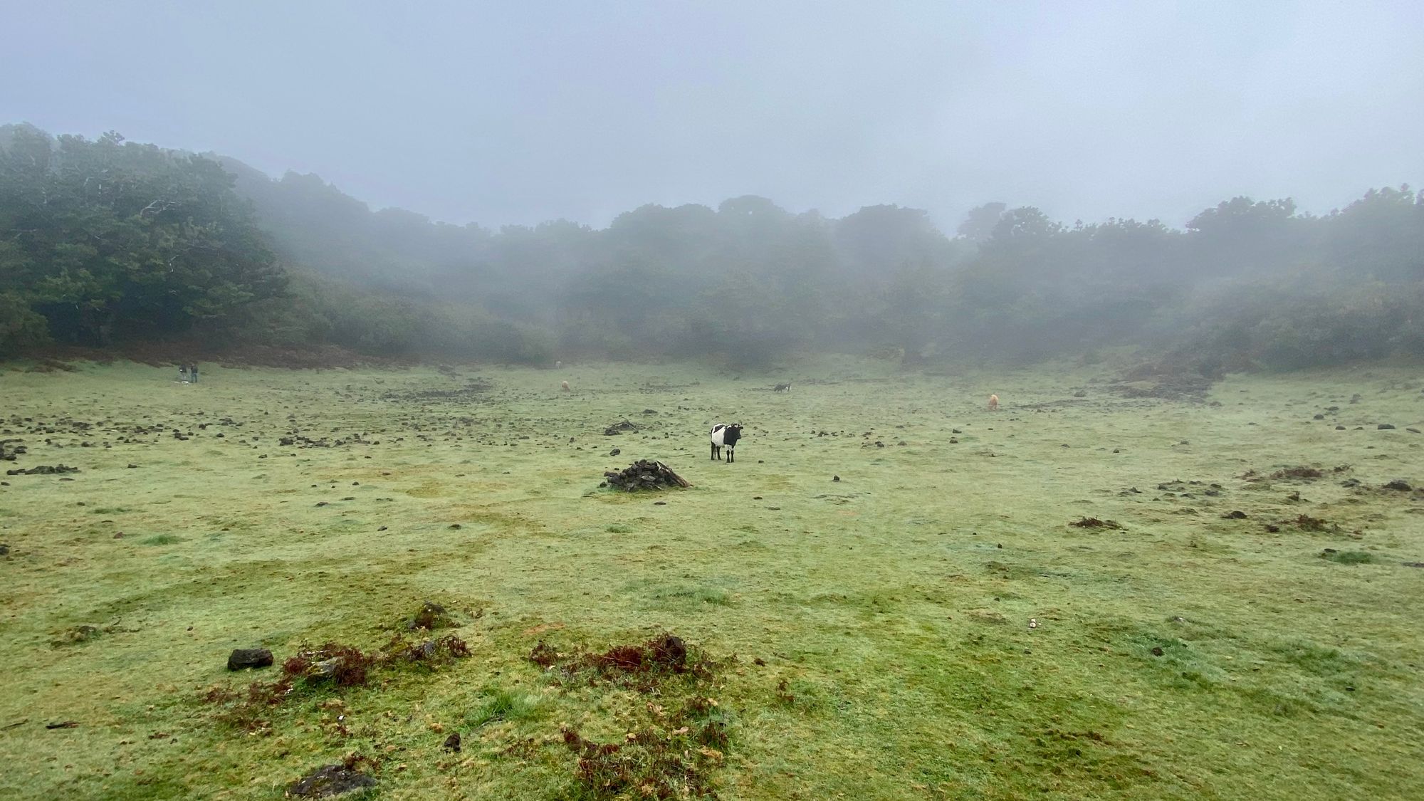 Schwarz-weisse Kuh im Nebelwald von Fanal