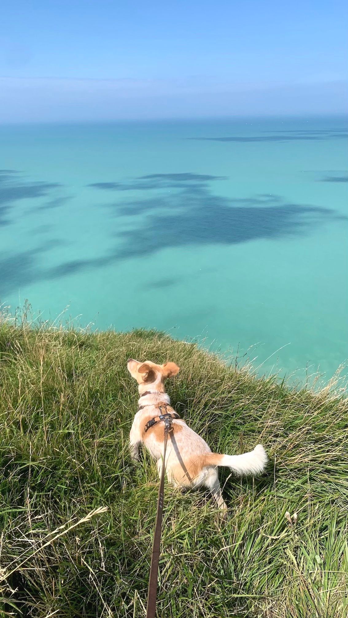 Hund auf einer Wiese am Meer. 